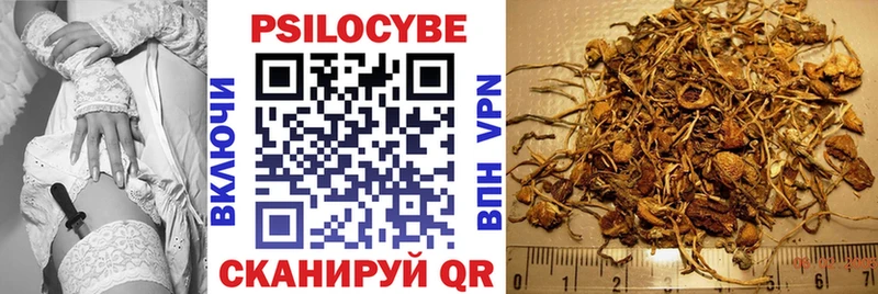 где найти   Сычёвка  Галлюциногенные грибы GOLDEN TEACHER 